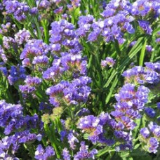 Статица КИС Дарк Блю Статица КИС Дарк Блю