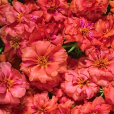 Портулак Стопвотч Оранж