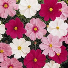 Космея Соната Микс