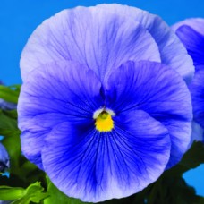 Виола крупноцветковая Дельта Пьюр Лайт Блю