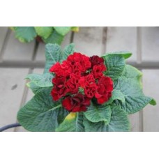 Примула махровая Розелла Ред