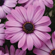 Остеоспермум Акилла Лавендер Шейдес Остеоспермум Акилла Лавендер Шейдес