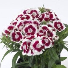 Гвоздика турецкая Диабунда Ред Пикоти