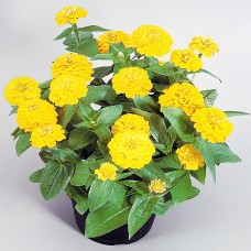 Цинния Циннита Еллоу