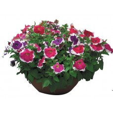 Петуния грандифлора Хулахуп Микс