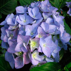 Гортензия крупнолистовая Адриа Блю