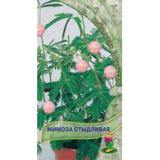 Мимоза Стыдливая