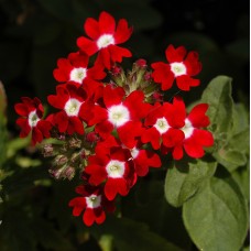 Вербена Кварц Ред виз ай