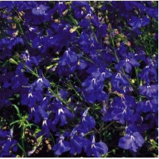 Лобелия прямостоячая Ривьера Марин Блю