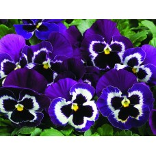 Виола крупноцветковая Инспайер Плюс Виолет Фэйс