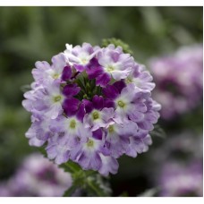 Вербена ампельная Обсешн Каскад Виолет Твистер