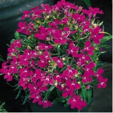 Лобелия прямостоячая Ривьера Роуз