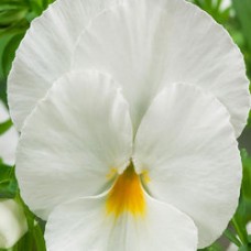 Виола крупноцветковая Экстрада Вайт