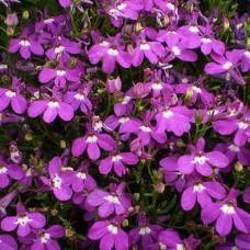 Лобелия эринус Розамонд