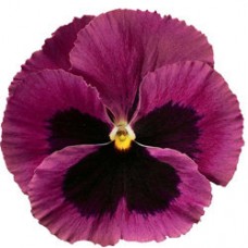 Виола крупноцветковая Дельта Роуз виз Блотч