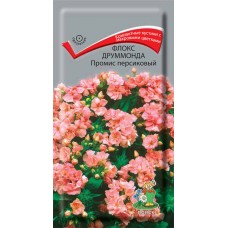 Флокс друммонда Промис персиковый