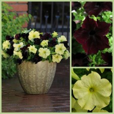 Петуния грандифлора Софистика Блекберри энд Лайм Грин