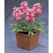 Маттиола Синдерелла Пинк