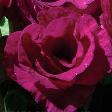 Примула махровая Примлет Парпл