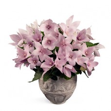 Платикодон Поп Стар Пинк