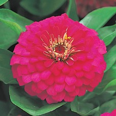 Цинния Дримленд Роуз