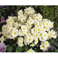 Примула высокая Крещендо Вайт