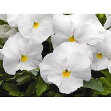 Фиалка рогатая Сорбет ИксПи Вайт