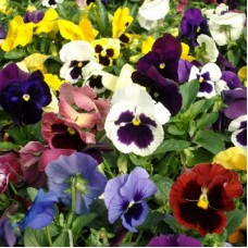 Виола крупноцветковая Колоссус Микс