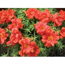 Портулак Стопвотч Скарлет