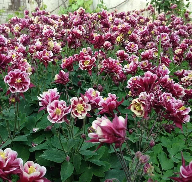 Аквилегия (Водосбор) Winky Аквилегия (Водосбор) Winky