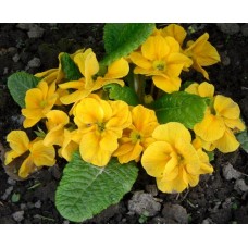 Примула махровая Розелла Еллоу