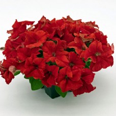 Петуния грандифлора Саксесс Эйч Ди Ред