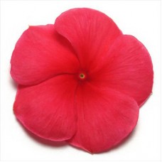 Катарантус Пацифика Дарк Ред