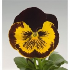 Виола крупноцветковая Кетс Ред энд Голд