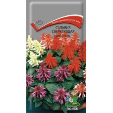 Сальвия сверкающая Дварф микс