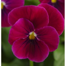 Фиалка рогатая Сорбет ИксПи Кармин Роуз