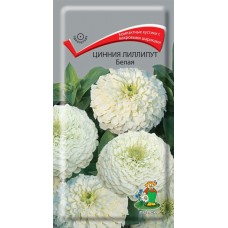 Цинния лиллипут Белая Цинния лиллипут Белая