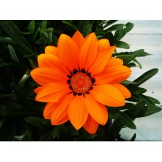 Газания Кисс Оранж