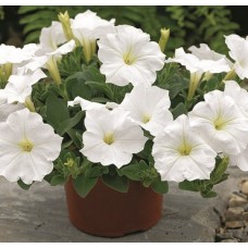 Петуния каскадная Рэмблин Вайт