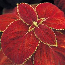 Колеус Джиант Эксибишен Магма