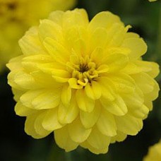 Цинния Дабл Захара Еллоу