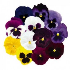 Виола крупноцветковая Инспайер Делюкс Макси Микс