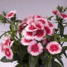 Гвоздика Чиба Строберри