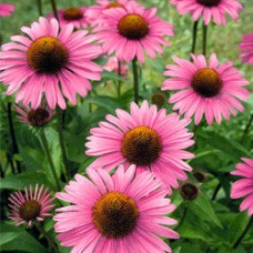 Эхинацея Примадонна Дип Роуз