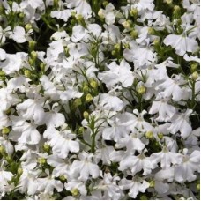 Лобелия прямостоячая Ривьера Вайт