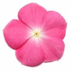 Катарантус ампельный Медитерранеан Роуз Хало