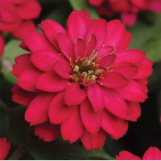 Цинния Дабл Захара Черри