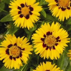 Кореопсис Сан Кисс