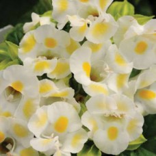 Торения Каваи Лемон Дроп