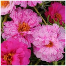 Портулак Хэппи Трилс Пепперминт